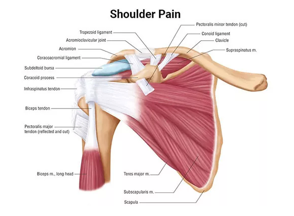 Rotator Cuff Guidelines for Rehabilitation